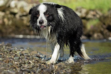 Border Collie Dripping Wet After Swimming Photograph By Simon Booth