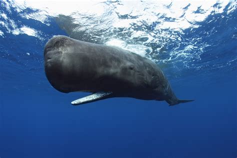 Nobilangelo Photo Sperm Whale Gliding In The Blue