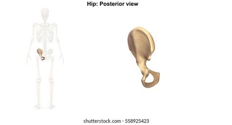 Left Pelvic Hip Posterior View D Stock Illustration