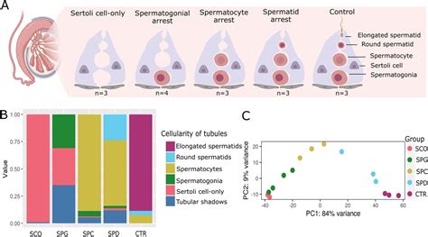 Transcriptome Analyses In Infertile Men Reveal Germ Cellspecific