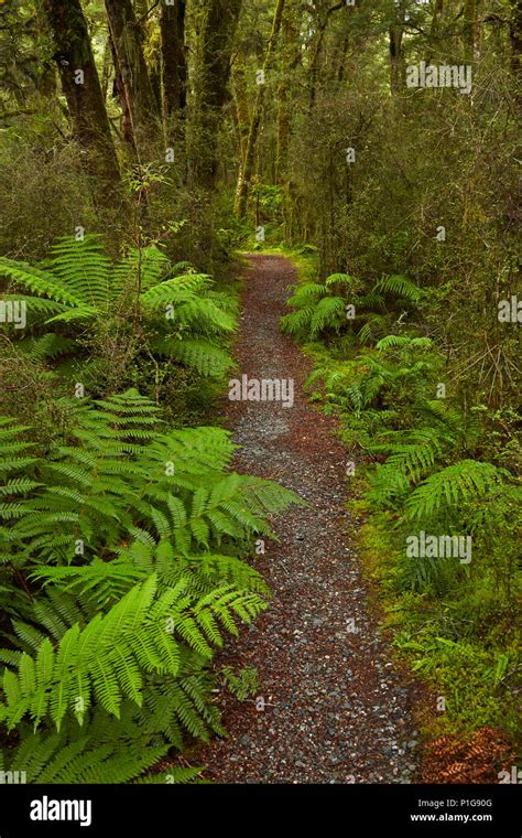 Nz Bush Walk Hi Res Stock Photography And Images Alamy