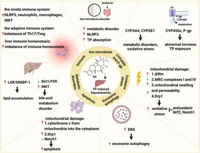 Frontiers The Molecular Pathogenesis Of Triptolide Induced Hepatotoxicity