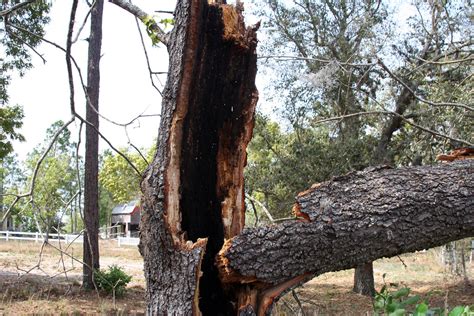 My Old Oak Tree The Tree Was Struck By Lightning A Couple Flickr