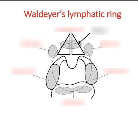 Waldeyers Lymphatic ring Diagram | Quizlet