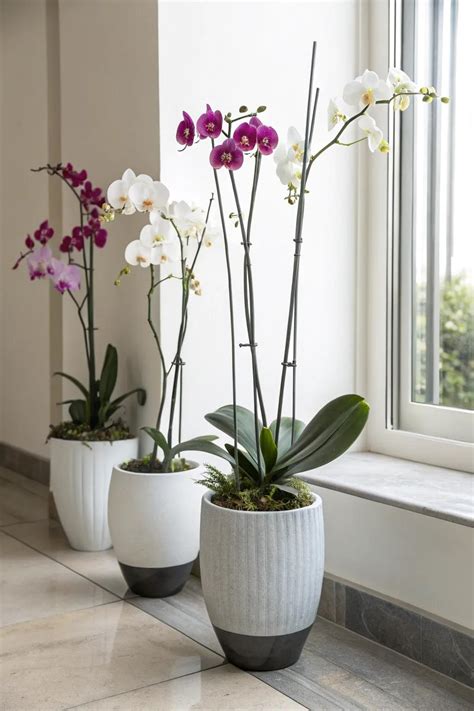 21 Inspiring Orchid Garden Ideas For Your Home