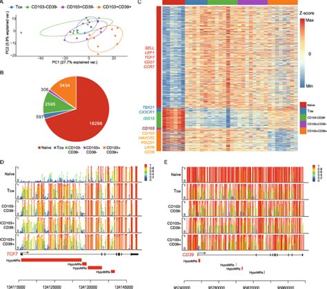 Distinct Epigenetic Features Of Tumor Reactive Cd T Cells In