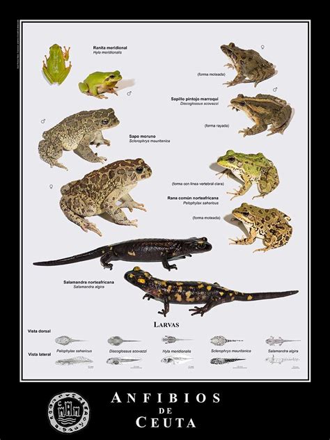 Estas Son Las Especies De Anfibios Que Sobreviven En Ceuta