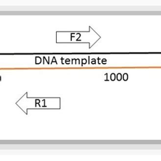 Schematic PCR amplification using two sets of primers | Download ... 