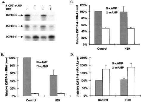 CAMP Regulates IGFBP Gene Expression In A PKA Independent Manner