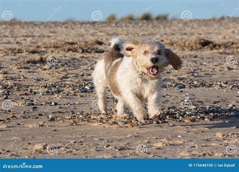 Surprised Dog Expression Funny Animal Meme Image Basset Griffon