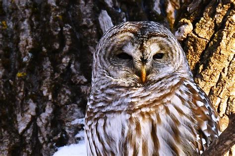 Chouette Rayée Portrait Barred Owl Portrait Strix Varia Flickr