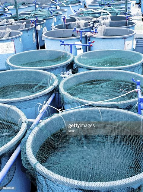 Agriculture Aquaculture Farm High Res Stock Photo Getty Images