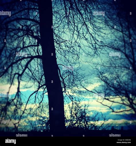 Tree Silhouette Against Blue And Cloud Sky Stock Photo Alamy