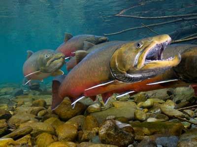 Bull Trout – Freshwater Fishing News