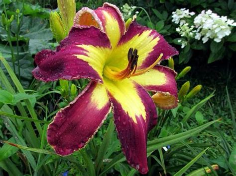 Cottage In The Meadow Gardens Fins To The Left Meadow Garden Daylilies Tropical Flowers