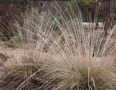 Deer Grass Muhlenbergia Rigens Contemporary Landscape Sacramento By Luciole Design Inc