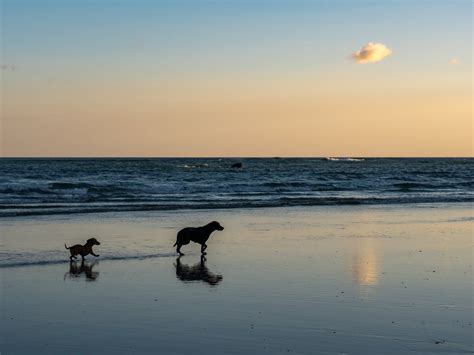 Your Essential Guide to Playa Carrillo, Costa Rica - Bookaway