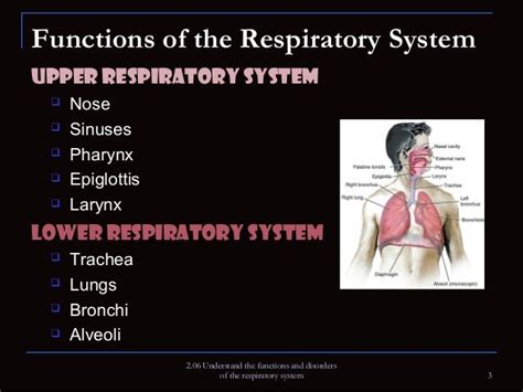 Functions And Disorders Of The Respiratory System