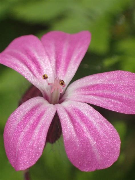 Geranium robertianum Géranium herbe à robert Herb Robert Flickr