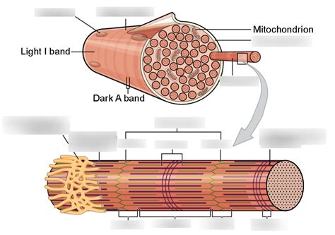 Kine Exam Diagram Of A Skeletal Muscle Fiber Diagram Quizlet