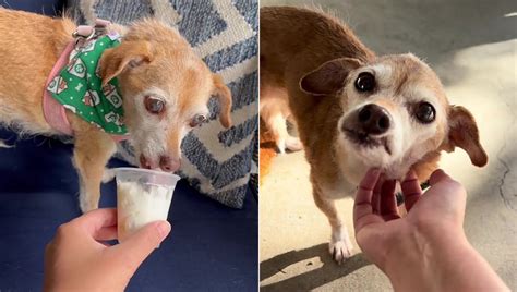 Il Cane Naomi Che Volevano Sopprimere Perch Troppo Vecchio Si Gode