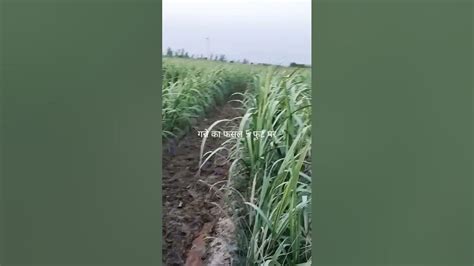 Trench Method Of Sugarcane Youtube