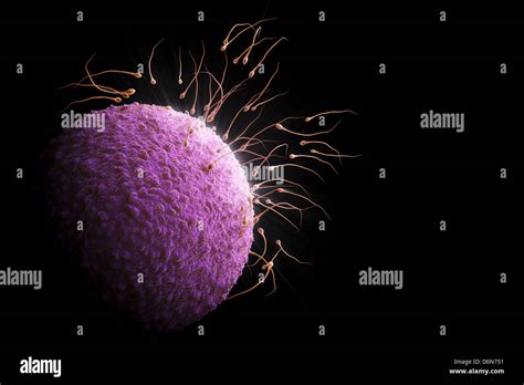 Ovum Sperm Conception Hi Res Stock Photography And Images Alamy