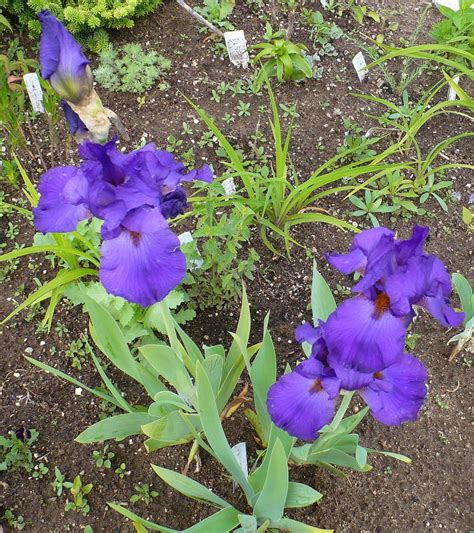 Photo Of The Entire Plant Of Tall Bearded Iris Iris Southland Grape