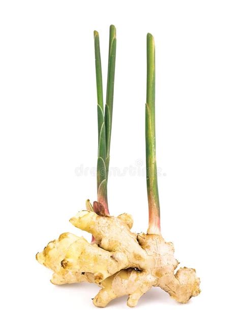 Fresh Ginger Root With Stem Isolated On White Background Stock Image