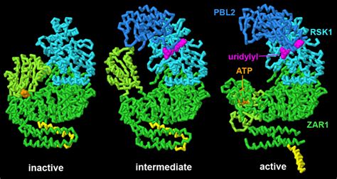 Pdb 101 Molecule Of The Month Zar1 Resistosome