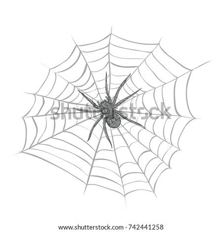 Spiderweb Web Spider Vector Illustration Webbing Stock Vector