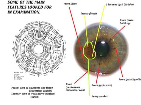 Nerve Supply Of Iris ANATOMY