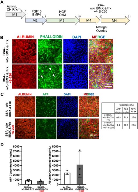 Epac Activation In Ips Hep Improved Bile Canaliculi Formation A