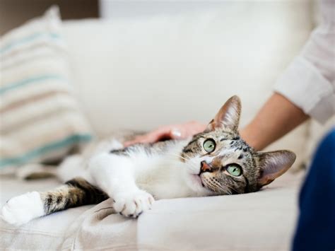 【獣医師監修】猫を抱っこ好きにさせる方法と抱っこ嫌いにするngな抱っこ 犬・猫との幸せな暮らしのためのペット情報サイト「sippo」