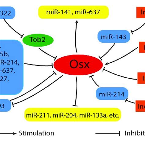 Relationships Between Osx Mirnas And Lncrnas Generally Mirnas Act