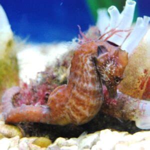 Seahorse breeding programme - Anglesey Sea Zoo