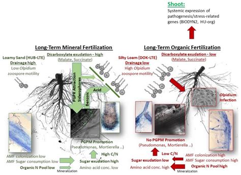 Frontiers Impact Of Long Term Organic And Mineral Fertilization On