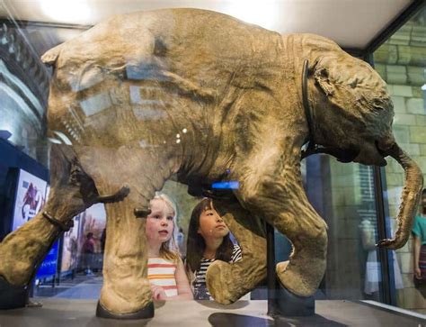 Baby mammoth wonder will unleash your inner child | New Scientist