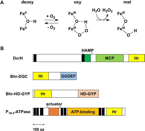 Frontiers Bacterial Hemerythrin Domain Containing Oxygen And Redox