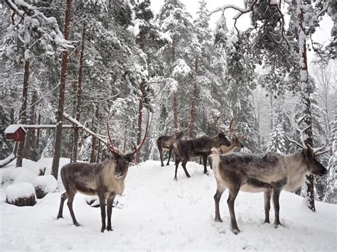 Nuuksio Reindeer Park Espoo - Discovering Finland