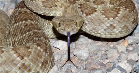 Mojave Rattlesnake - A-Z Animals