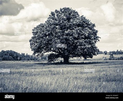 Mighty Oak Tree Hi Res Stock Photography And Images Alamy