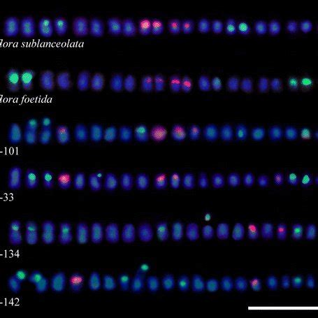 Fluorescence In Situ Hybridization Fish With Probes For S Rdna