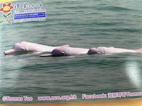 The Pink Dolphins Of Hong Kong