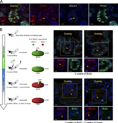 Dclk Expressing Tuft Cells Are Post Mitotic And Continuously Renewed