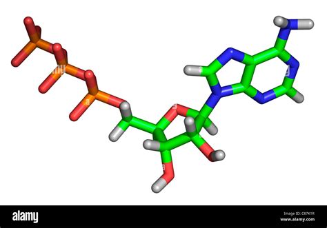 Molecule Of Adenosine Triphosphate Or Atp Stock Photo Alamy