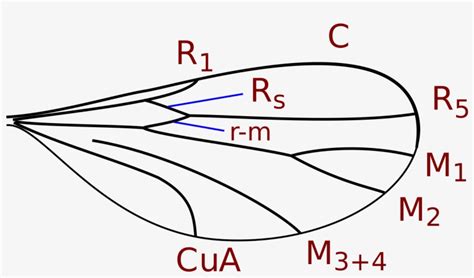 open drawing transparent png     nicepng