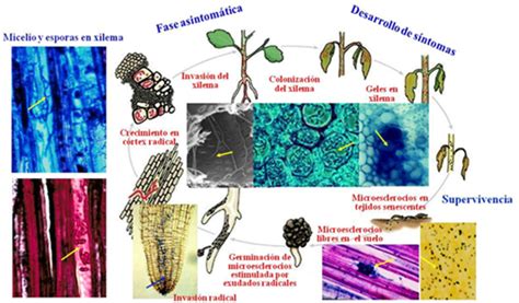 Verticillium Dahliae Kleb Regionally Important Phytopathogen Agent