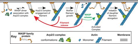 Three Color Single Molecule Imaging Shows Wasp Detachment From Arp23 Complex Triggers Actin