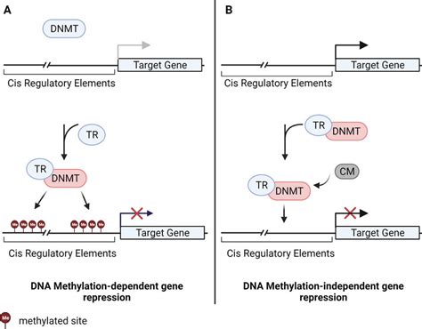 Schematic Representation Of Transcription Factor Mediated Recruitment